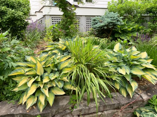 A great year for hostas (and slugs) | The Impatient Gardener