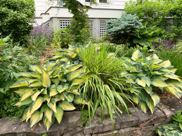 A Great Year For Hostas (and Slugs) 