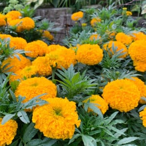 Big Duck Gold marigold