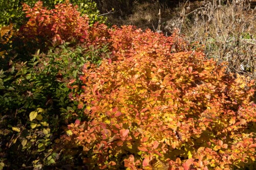 Looking for fall color in unusual places | The Impatient Gardener