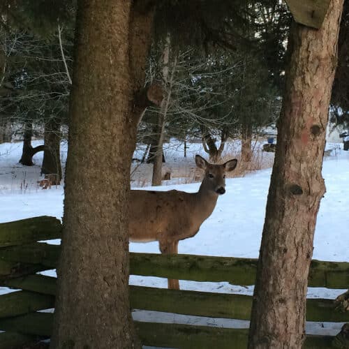 Book review: Proving that beautiful gardens and deer can co-exist | The ...