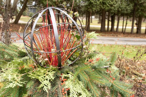 Winter containers both extravagant and simple | The Impatient Gardener