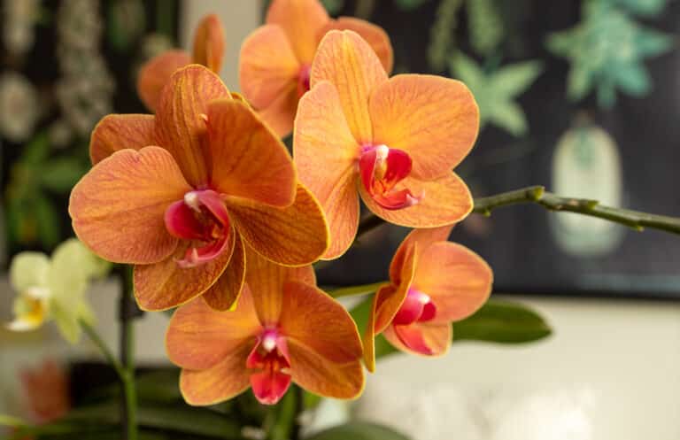 phalenopsis orchid