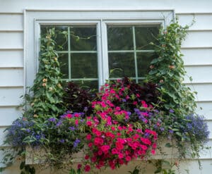 thunbergia in window box