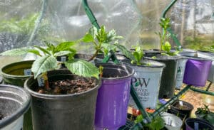 dahlias in pots