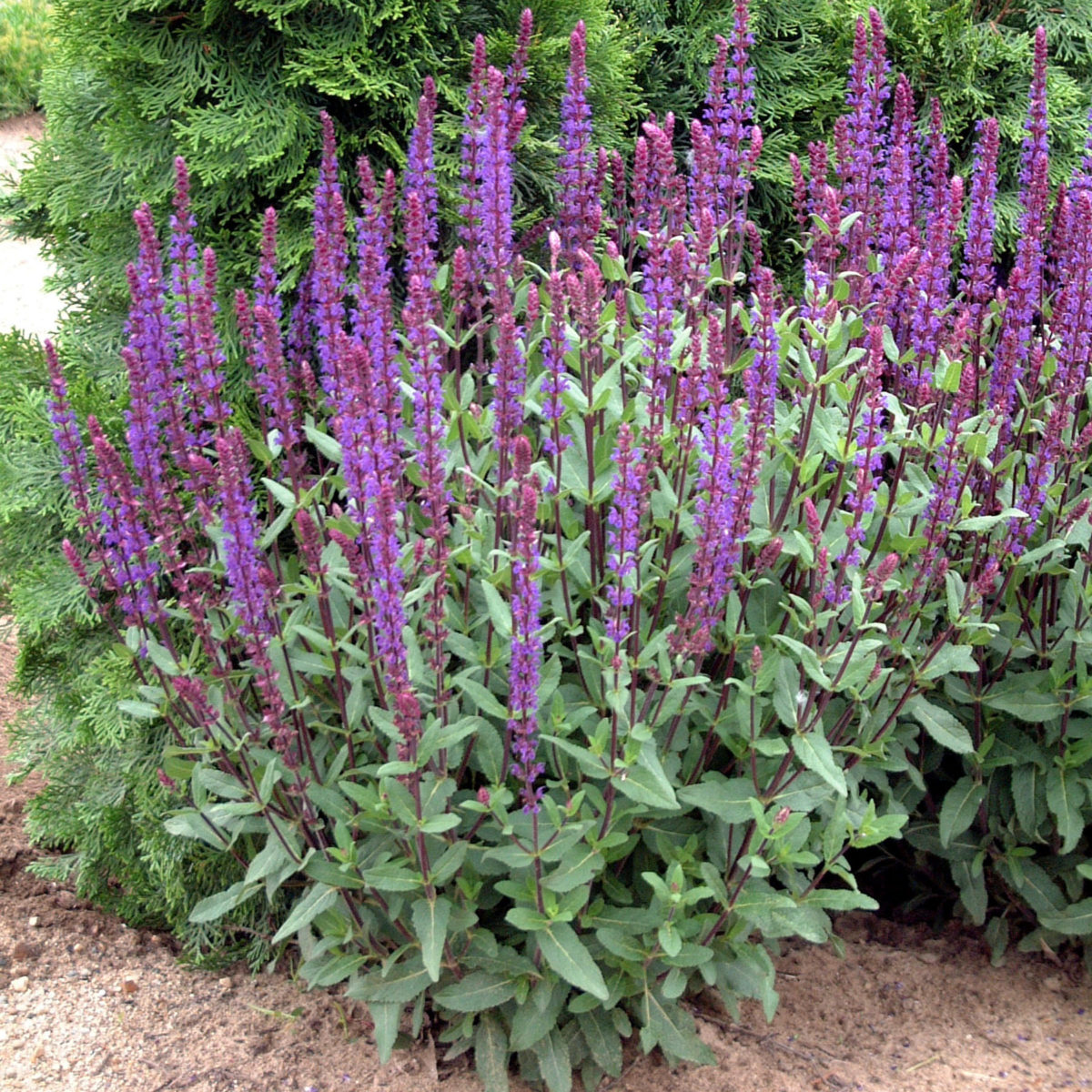 Травянистое Растение С Фиолетовыми Цветами