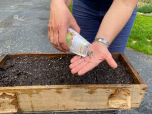 Sowing lettuce seeds in container