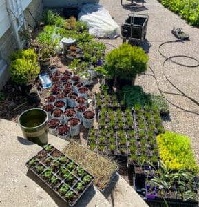 All the plants for the new naturalistic garden | The Impatient Gardener