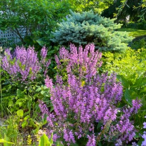 pink salvia