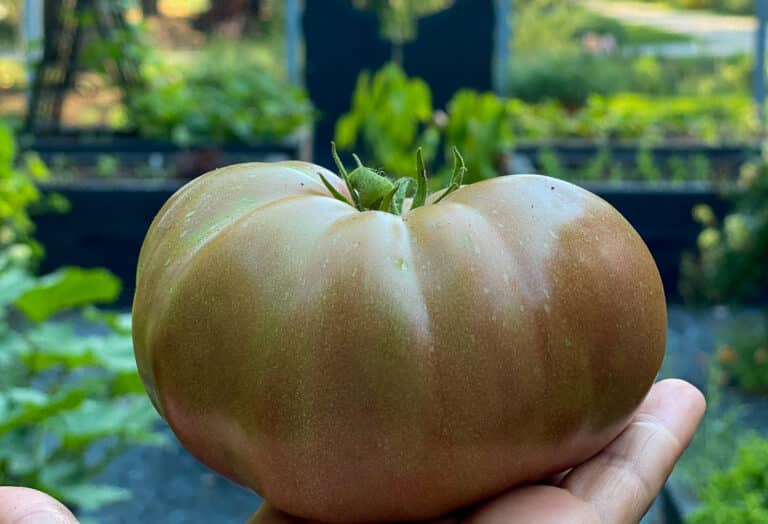 Large Brandyfred tomato in hand