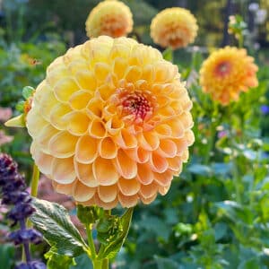 crichton honey ball dahlia