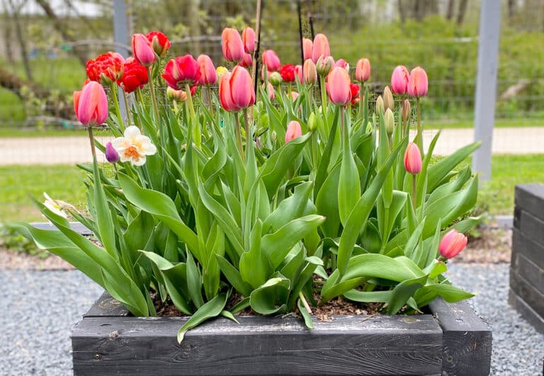 tulips in raised bed