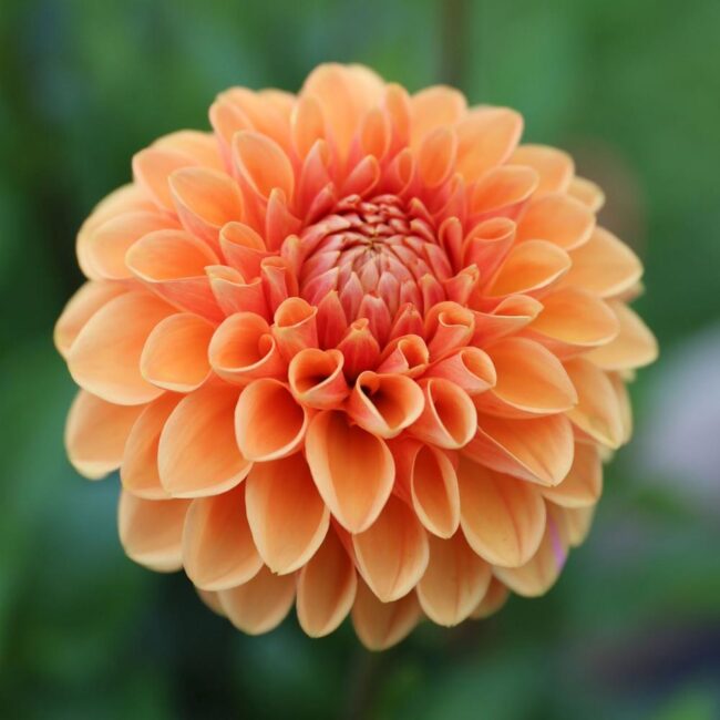 The dahlias you need for however you're growing | The Impatient Gardener