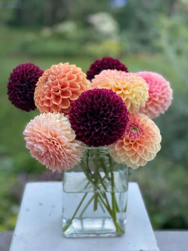 The dahlias you need for however you're growing | The Impatient Gardener