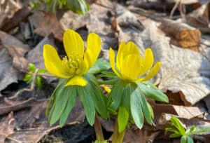 winter aconites