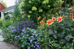 HS Date dahlia with ageratum