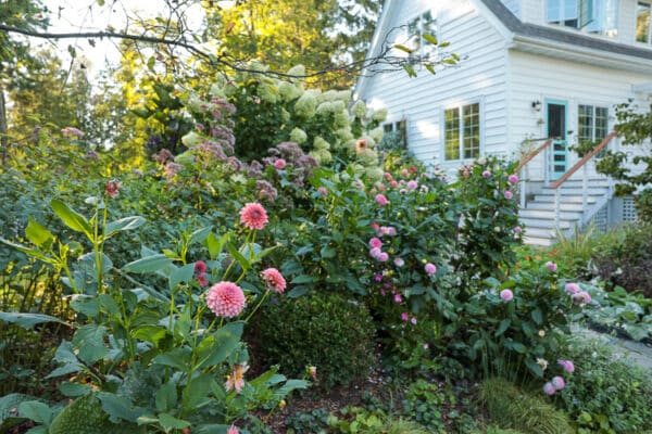 Growing dahlias as garden plants | The Impatient Gardener