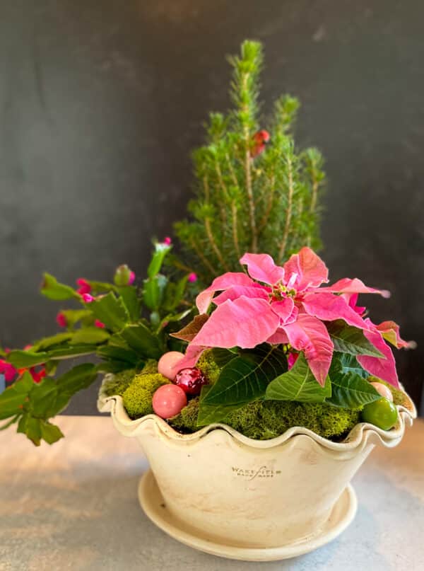 How to love and care for holiday houseplants | The Impatient Gardener