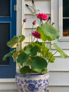 lotus growing in bowl