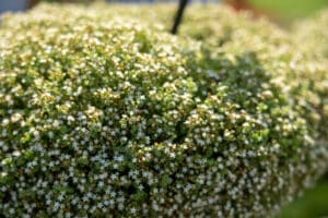 sedum little shine