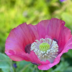 Papaver somniferum