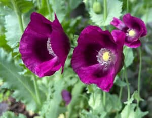 Lauren's Grape poppy